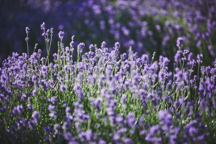 lavender at a summer wedding at Upton Barn and walled garden Devon