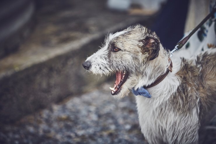 dog laughing at East Soar in Devon